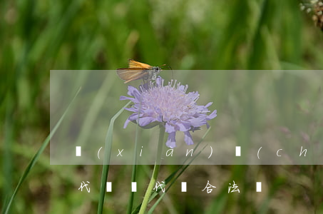 現(xiàn)場(chǎng)違法可以代辦嗎(代辦合法嗎)