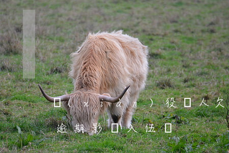 現(xiàn)役軍人欠京東白條(京東白條逾期影響入伍嗎)