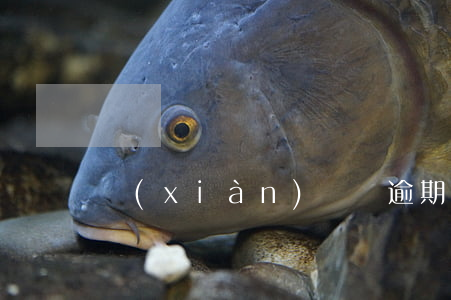 現(xiàn)貸貓逾期催收