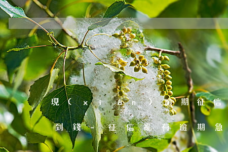 現(xiàn)逾期征信花急用錢那里能借到錢-征信亂有逾期急用錢哪里可以借到錢