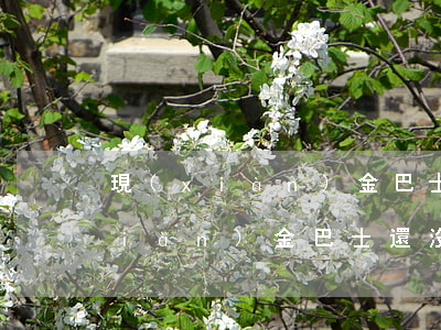 現(xiàn)金巴士欠了300天(現(xiàn)金巴士還沒倒啊)