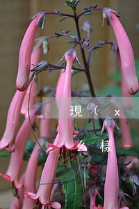 現(xiàn)金巴士逾期1000元會怎么樣-現(xiàn)金巴士逾期1000元會怎么樣呢