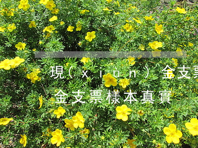 現(xiàn)金支票樣本(現(xiàn)金支票樣本 真實)