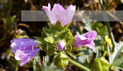現(xiàn)金白條app逾期(白條逾期不能用)
