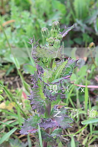 現(xiàn)金白條逾期了還能借嗎(白條之前逾期了幾天,現(xiàn)在還完了,借不出來(lái)了)