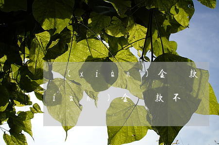 現(xiàn)金貸款還不起怎么還(現(xiàn)金貸款不還會(huì)不會(huì)上征信)