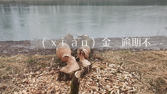 現(xiàn)金貸逾期不還