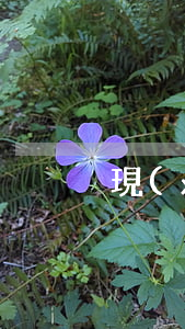 現(xiàn)金貸逾期律師函范文