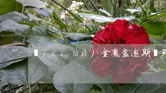 現(xiàn)金魔盒逾期幾天寶