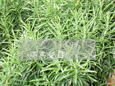 瑞典留學(xué)貸款（瑞典還不起貸款）