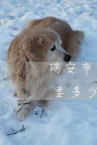 瑞安市請(qǐng)一個(gè)律師需要多少錢(浙江請(qǐng)律師費(fèi)用多少錢)