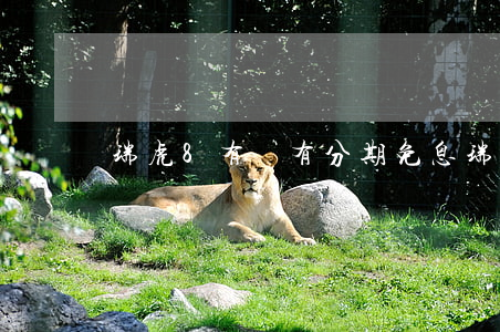 瑞虎8有沒有分期免息(瑞虎8分期付款)