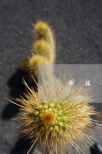 瑪莎拉蒂案宣判