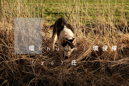 環(huán)境侵權(quán)舉證責(zé)任