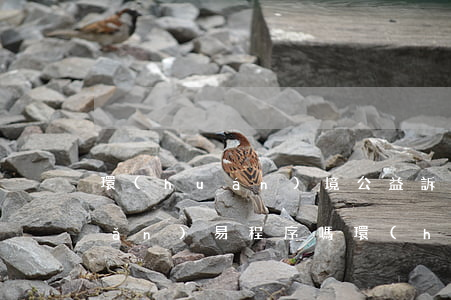 環(huán)境公益訴訟可以用簡(jiǎn)易程序嗎(環(huán)境公益訴訟法律規(guī)定)