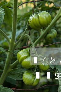環(huán)境污染侵權(quán)糾紛認定