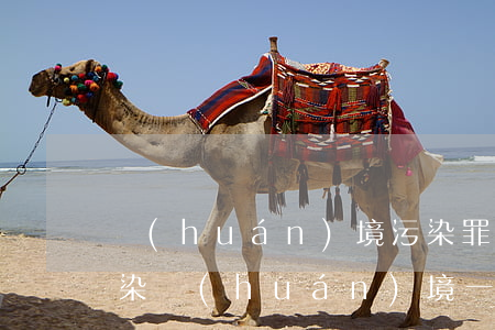 環(huán)境污染罪一般判多久(犯了污染環(huán)境一般要判什么刑)