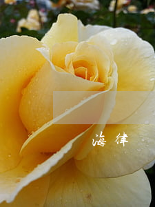 瓊海律師事務(wù)所在哪里(海南律師所)