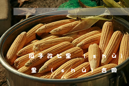 瓜子改公里數(shù)合同無效(瓜子改公里數(shù)合同無效)