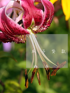 瓜子贷款逾期要收车(瓜子金融车贷逾期多久拖车)