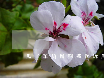 瓜子车贷逾期被起诉(瓜子买车贷款逾期5天)