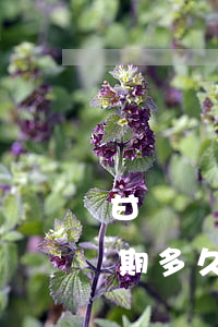 甘肅債務(wù)逾期停息掛賬如何申請 逾期多久才可以申請停息掛賬