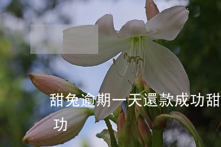 甜兔逾期一天還款成功(甜兔逾期一天還款成功)