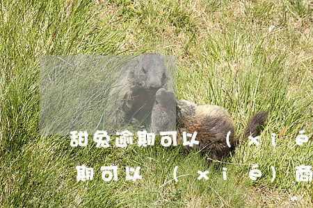 甜兔逾期可以協(xié)商還款嗎(甜兔逾期可以協(xié)商還款嗎)
