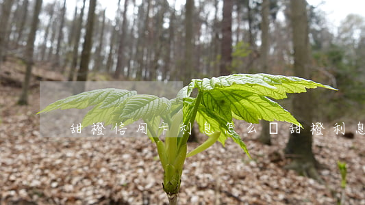 甜橙信用卡利息怎么樣(甜橙利息高嗎)
