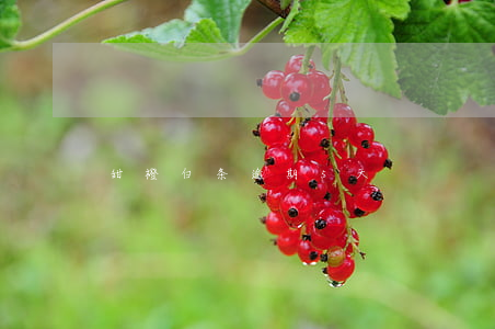 甜橙白条逾期5天