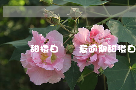 甜橙白條惡意逾期(甜橙白條有寬限期嗎)