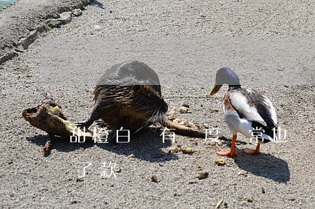 甜橙白條有額度異常也沒逾期(甜橙白條還不了款)