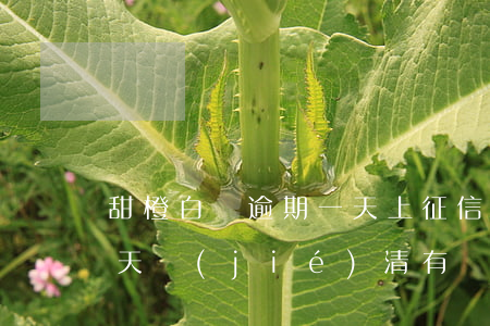 甜橙白條逾期一天上征信嗎 甜橙白條逾期5天結(jié)清,有額度不能用