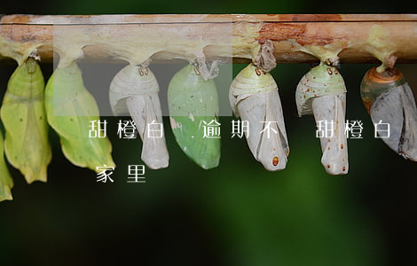 甜橙白條逾期不還(甜橙白條逾期不還,會找到家里嗎)
