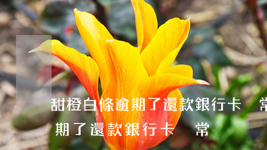 甜橙白條逾期了還款銀行卡異常(甜橙白條逾期了還款銀行卡異常)