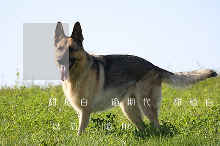 甜橙白條逾期代償(甜橙白條逾期一天了,還了以后還能用嗎)