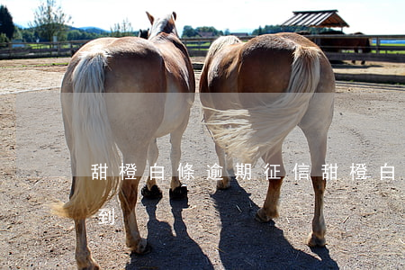 甜橙白條逾期征信 甜橙白條欠款為什么查不到