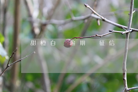 甜橙白條逾期會征信嗎
