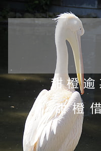 甜橙逾期一年怎么協(xié)商只還本金(甜橙借錢逾期一天要求我全額還款)
