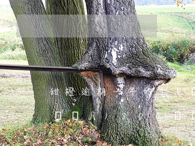 甜橙逾期一年的利息會收多少 甜橙借錢逾期兩個月1800塊錢說要起訴我