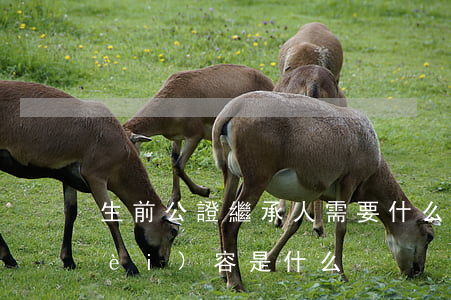 生前公證繼承人需要什么(繼承公證的內(nèi)容是什么)