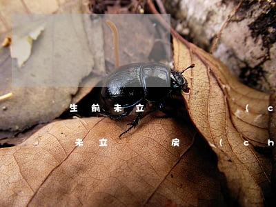 生前未立遺囑遺產(chǎn)該如何繼承，未立遺囑房產(chǎn)如何繼承
