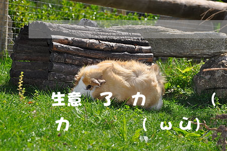生意虧了無力償還債務(wù)(生意虧了無力償還債務(wù)會(huì)怎么樣)