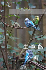 生意虧空網(wǎng)貸逾期還不上了怎么辦