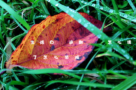 生活白條逾期記錄怎么清除(白條逾期上征信了怎么消除)