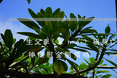 生父車(chē)禍身亡，非婚生子女可獲精神撫慰金賠償嗎