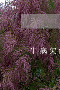 生病欠信用卡就该死吗