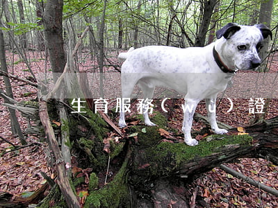 生育服務(wù)證