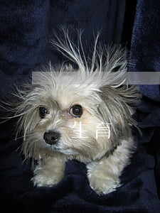 生育險報銷標準