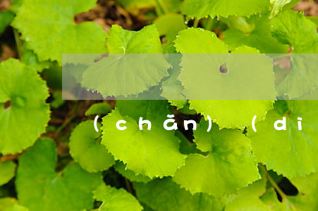 產(chǎn)調(diào)是什么